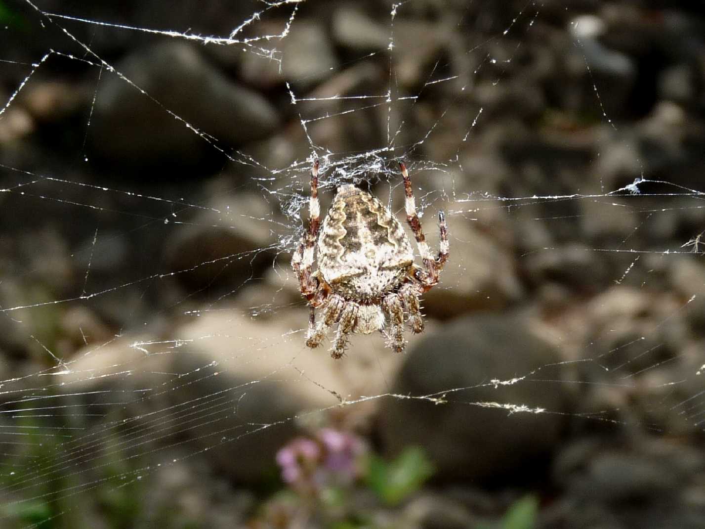Araneus sp.